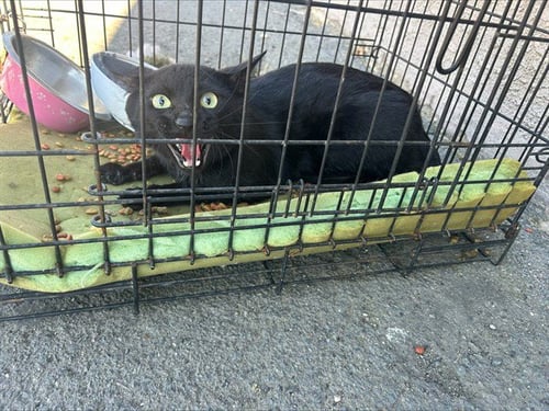 *BENNY - Domestic Short Hair available for adoption