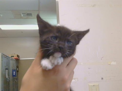 A925020 - Domestic Short Hair available for adoption