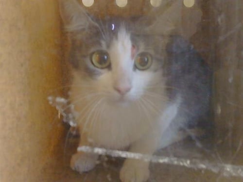 *MARIE - Domestic Short Hair for adoption in Sacramento