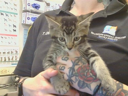 *ASA - Domestic Short Hair available for adoption