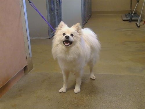 YUKI - American Eskimo Dog available for adoption