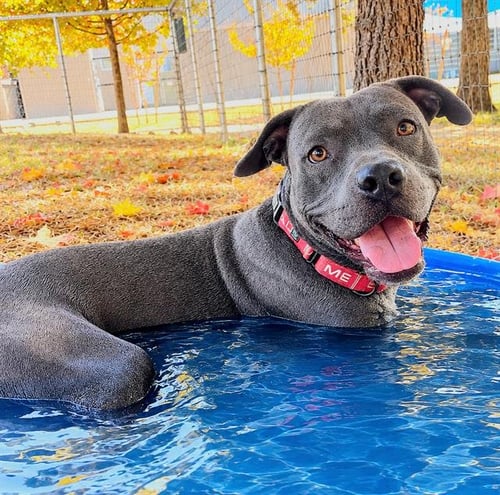 *NEVILLE - Pit Bull Terrier for adoption in Elk Grove