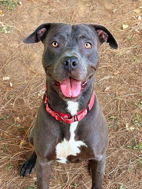 *NEVILLE - Pit Bull Terrier available for adoption