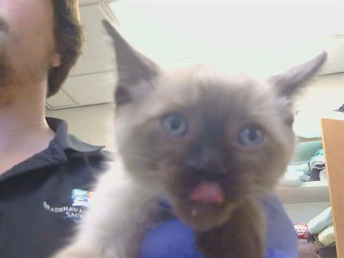 A929063 - Siamese available for adoption