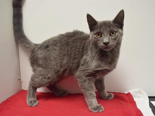 A928505 - Domestic Short Hair available for adoption