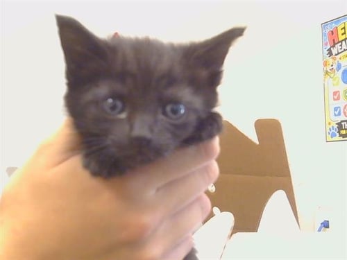 A925306 - Domestic Short Hair available for adoption