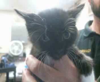 BLACK.WHITE - Domestic Short Hair available for adoption
