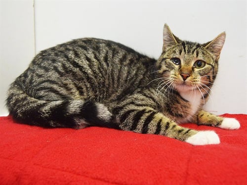 *SHEILA - Domestic Short Hair available for adoption