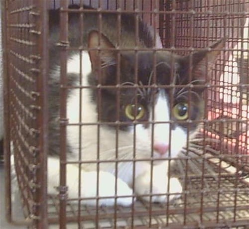 *DOLLY - Domestic Short Hair available for adoption