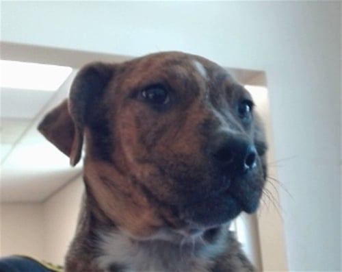 *KAUAI - Pit Bull Terrier for adoption in Roseville