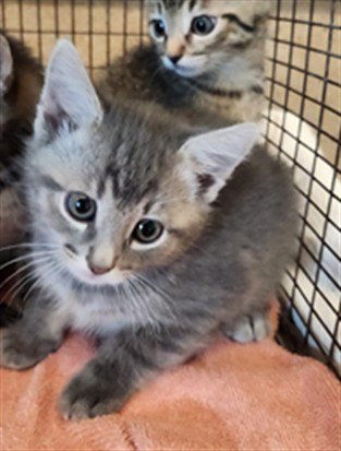 *BLU - Domestic Short Hair available for adoption