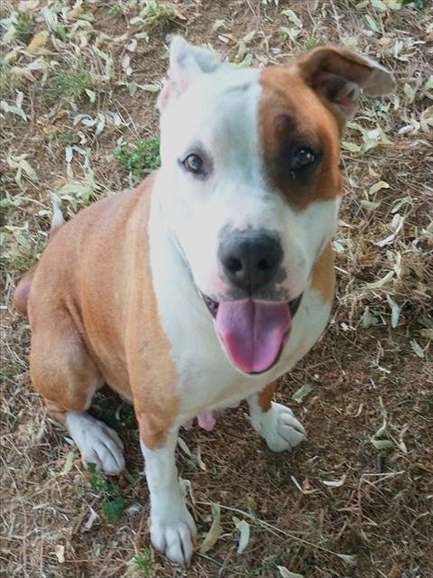 BAILEY - Pit Bull Terrier available for adoption