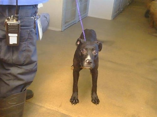 *BODHI - Pit Bull Terrier available for adoption