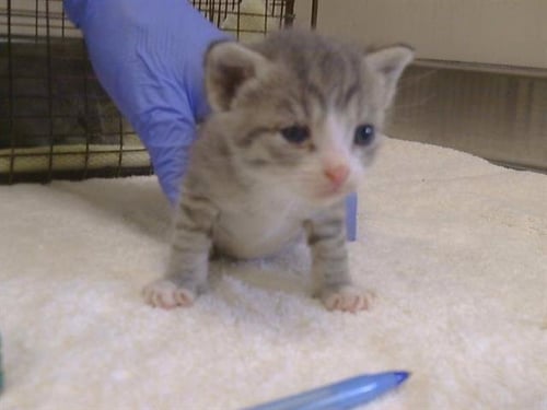 *MIGHTY - Domestic Short Hair available for adoption