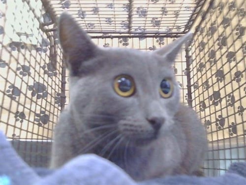 A926503 - Domestic Short Hair available for adoption