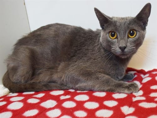*SYBIL - Domestic Short Hair available for adoption