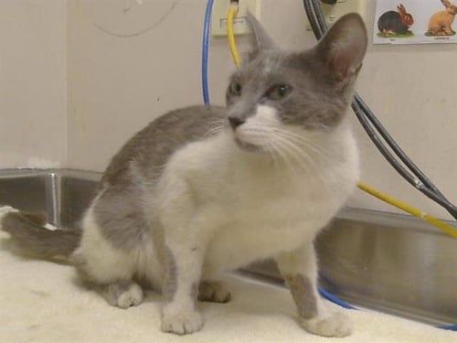 *ISLA - Domestic Short Hair available for adoption