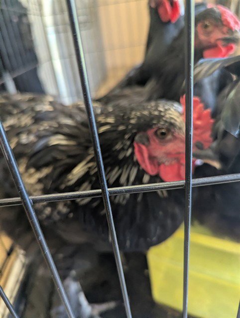 A926509 - Chicken available for adoption