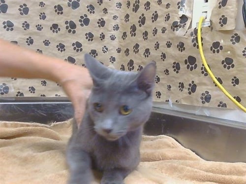 *AUSTIN - Domestic Short Hair available for adoption