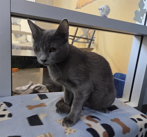 *AUSTIN - Domestic Short Hair available for adoption