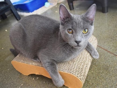 *AUSTIN - Domestic Short Hair available for adoption