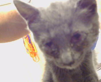 *MARY - Domestic Short Hair available for adoption