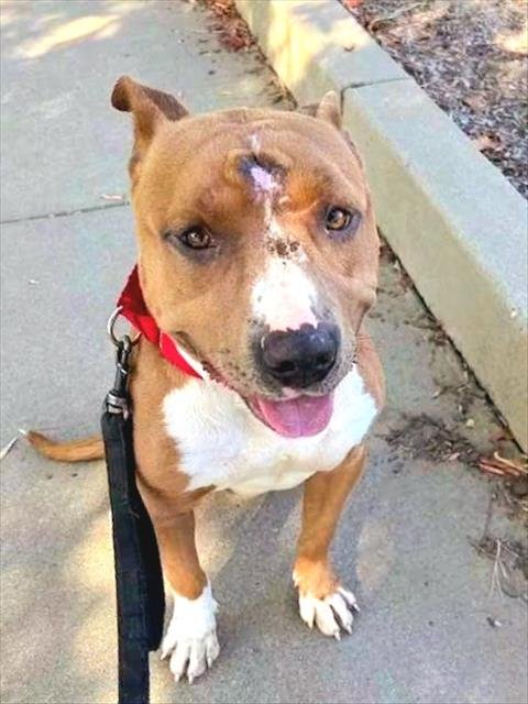 *BEANS - Pit Bull Terrier available for adoption