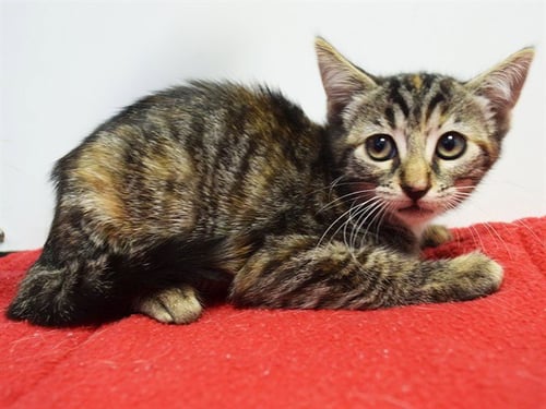 A925441 - Domestic Short Hair available for adoption
