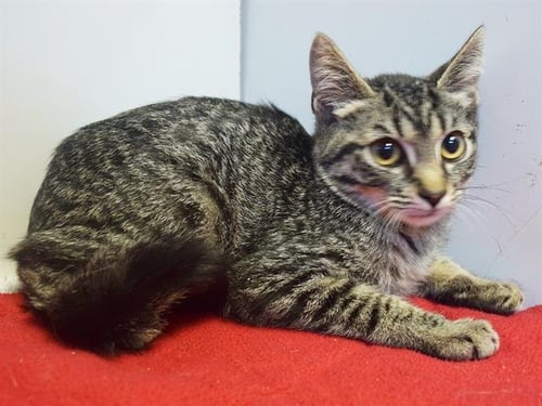 *ZAYNE - Domestic Short Hair available for adoption