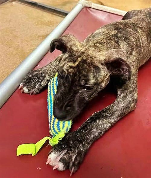 *ANASTASIA - Dutch Shepherd / Pit Bull Terrier available for adoption