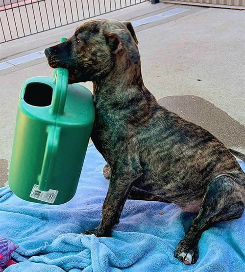 *ANASTASIA - Dutch Shepherd / Pit Bull Terrier available for adoption