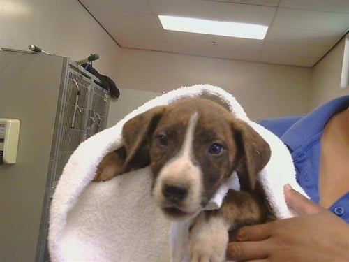 A927661 - Pit Bull Terrier available for adoption