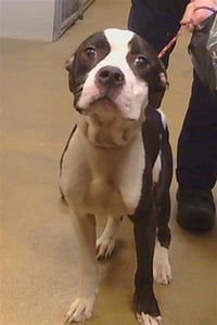 FENDII IRVINS - Photo 1