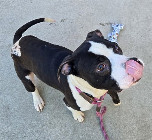 FENDII IRVINS - Staffordshire Bull Terrier / Pit Bull Terrier available for adoption