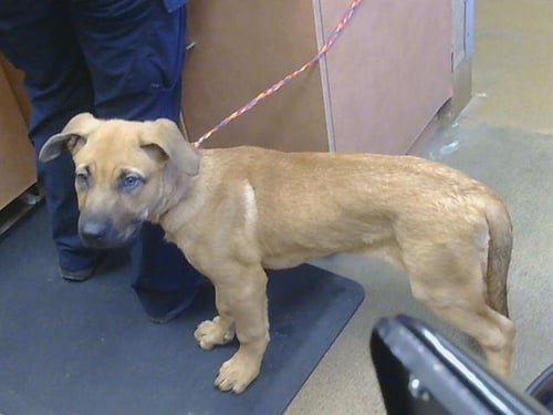 A925308 - Mastiff available for adoption