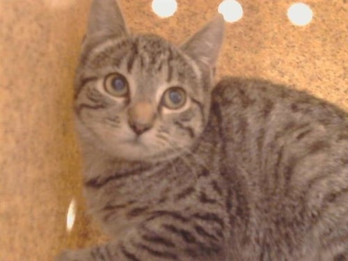 A925686 - Domestic Short Hair available for adoption
