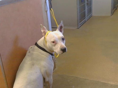 NINE - Pit Bull Terrier for adoption in Roseville