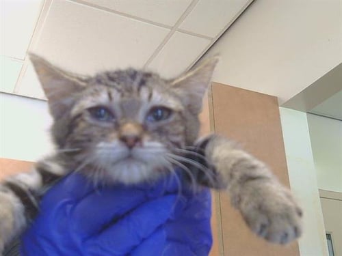 *CONFUCIUS - Domestic Short Hair available for adoption