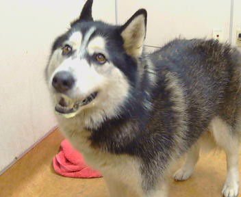 KITA - Siberian Husky available for adoption
