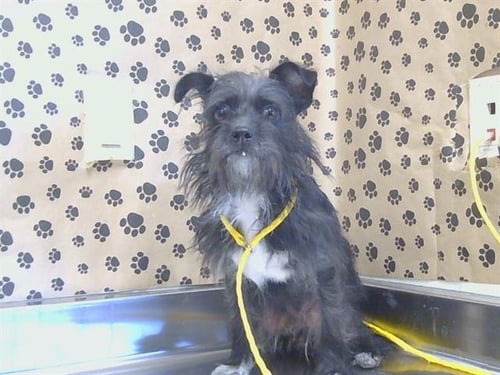 A926125 - Toy Fox Terrier available for adoption