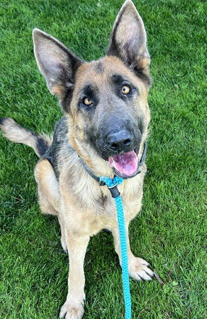 *ZINNIA - German Shepherd Dog available for adoption