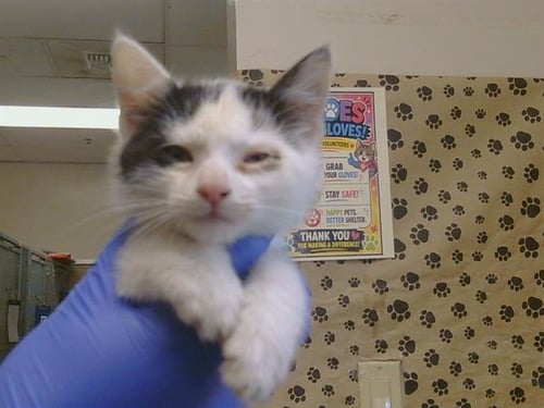 A928482 - Domestic Short Hair available for adoption