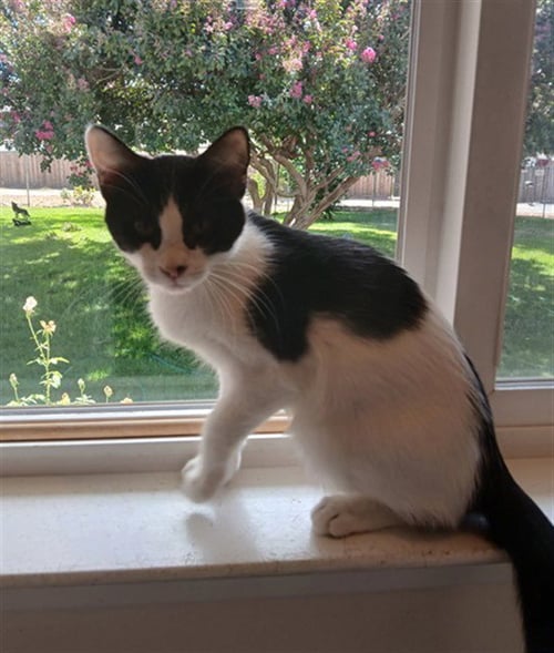 A926755 - Domestic Short Hair available for adoption