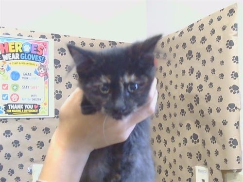 A925811 - Domestic Medium Hair available for adoption