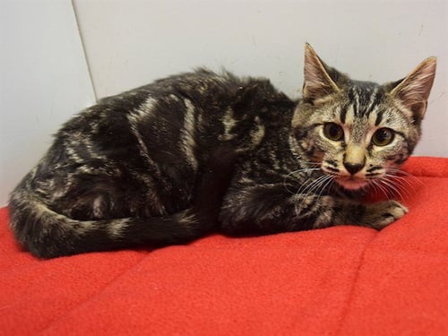 *AMETHYST - Domestic Short Hair available for adoption
