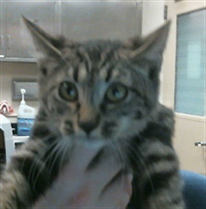 *AMETHYST - Domestic Short Hair available for adoption