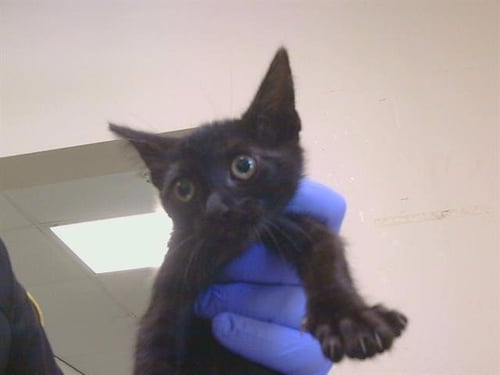 *SEYCHELLE - Domestic Medium Hair available for adoption