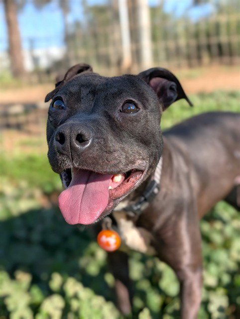 ONI - Pit Bull Terrier available for adoption