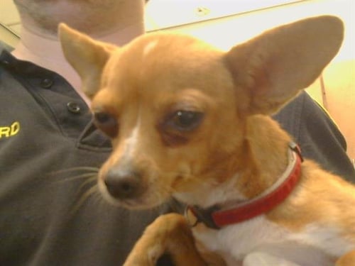 A926282 - Chihuahua available for adoption