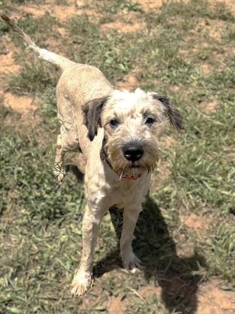 *CAMDYN - Wheaten Terrier / Poodle (Miniature) available for adoption